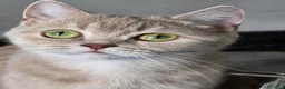 British gatti in vendita: Scottish Straight con Pedigree  - Annuncio 10