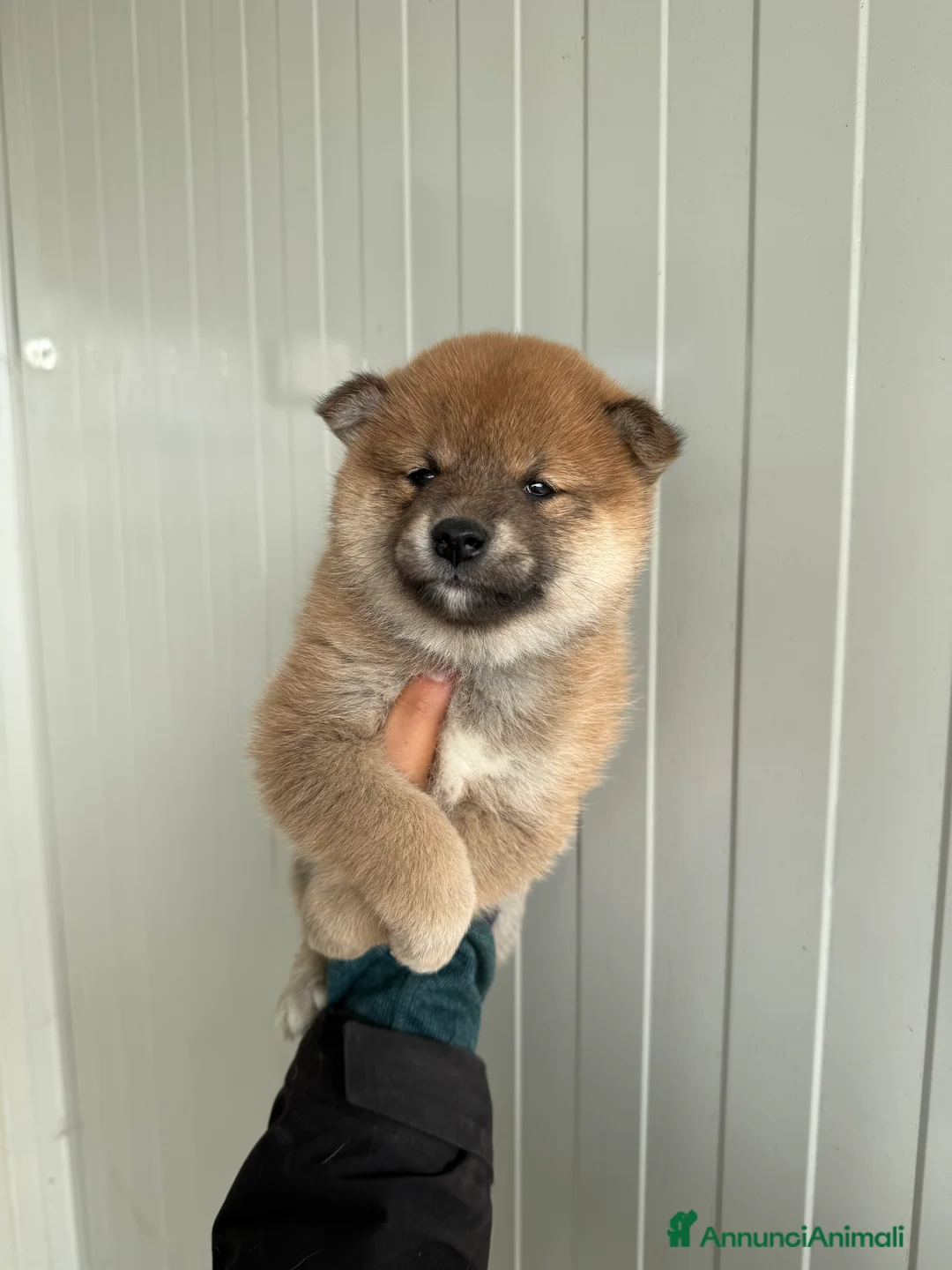 Shiba Inu cani in vendita: Cuccioli di Shiba Inu con pedigree Enci  - Annuncio 8