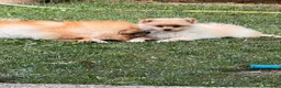 Volpino Italiano cani in vendita: Volpini  - Annuncio 2