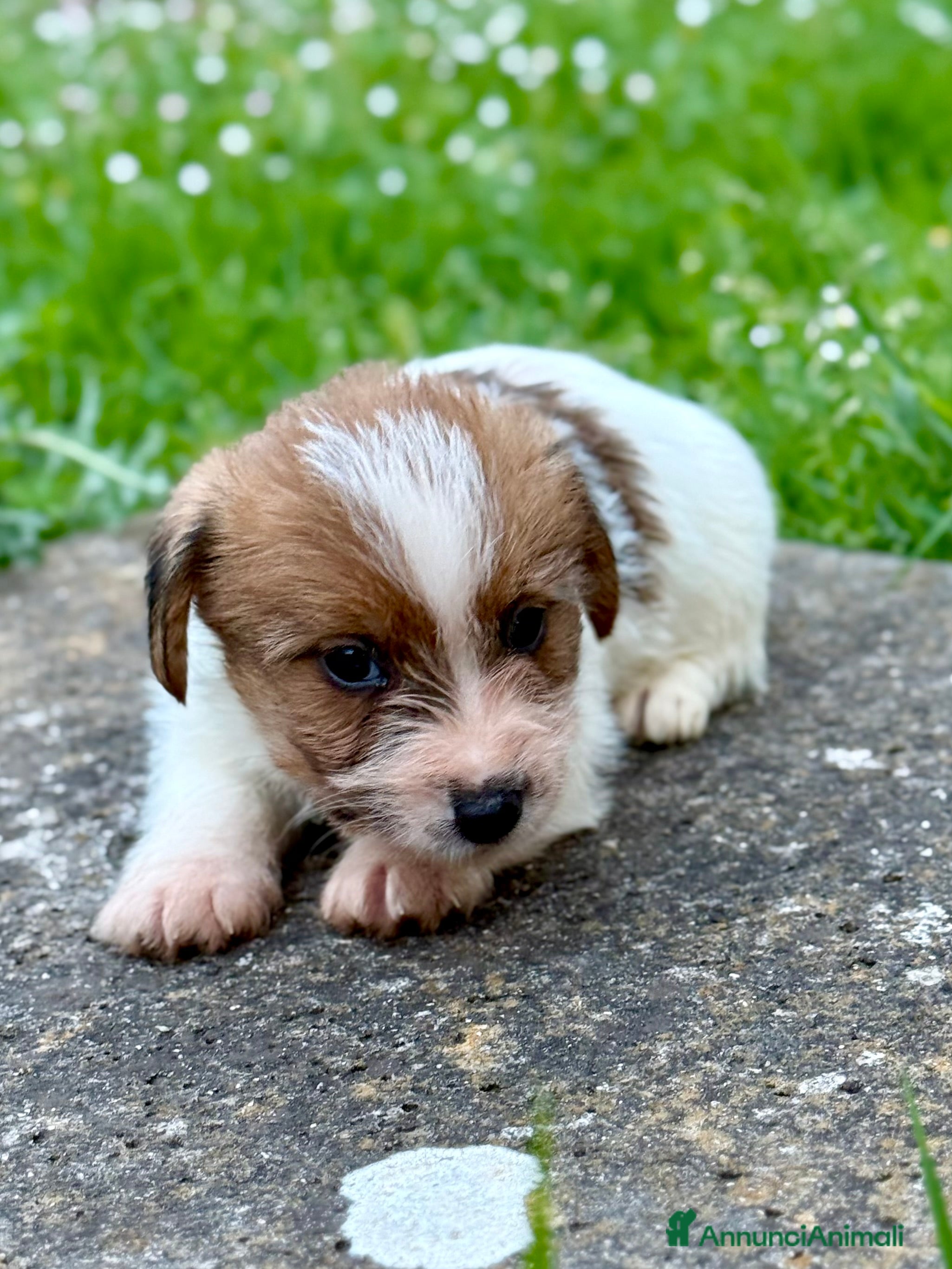 Jack Russell cani Jack Russell alta genealogia  - Annuncio 1