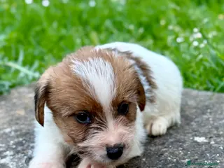 Jack Russell cani Jack Russell alta genealogia - Annuncio 1