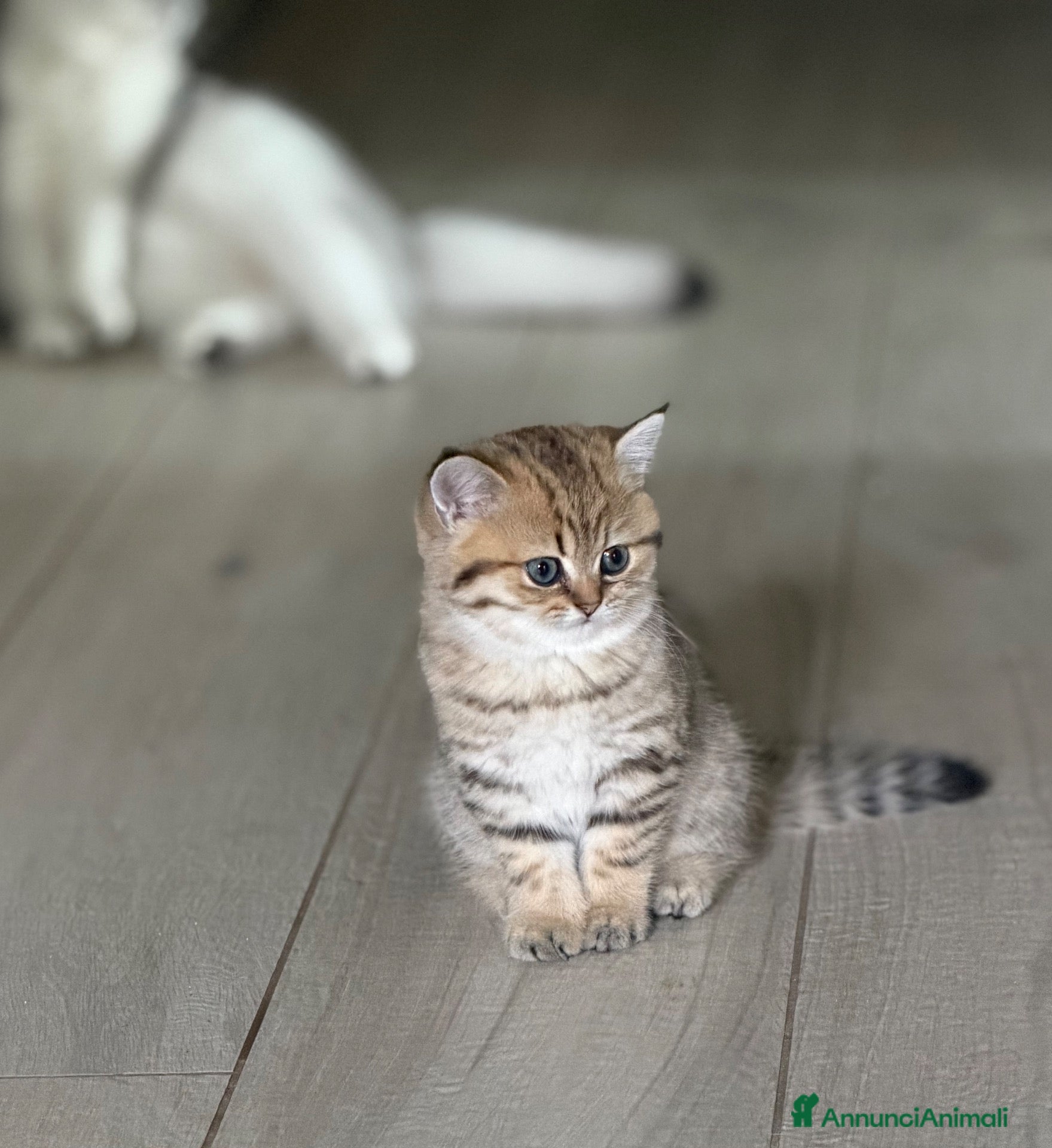Scottish gatti Scottish fold&straihgt - Annuncio 2