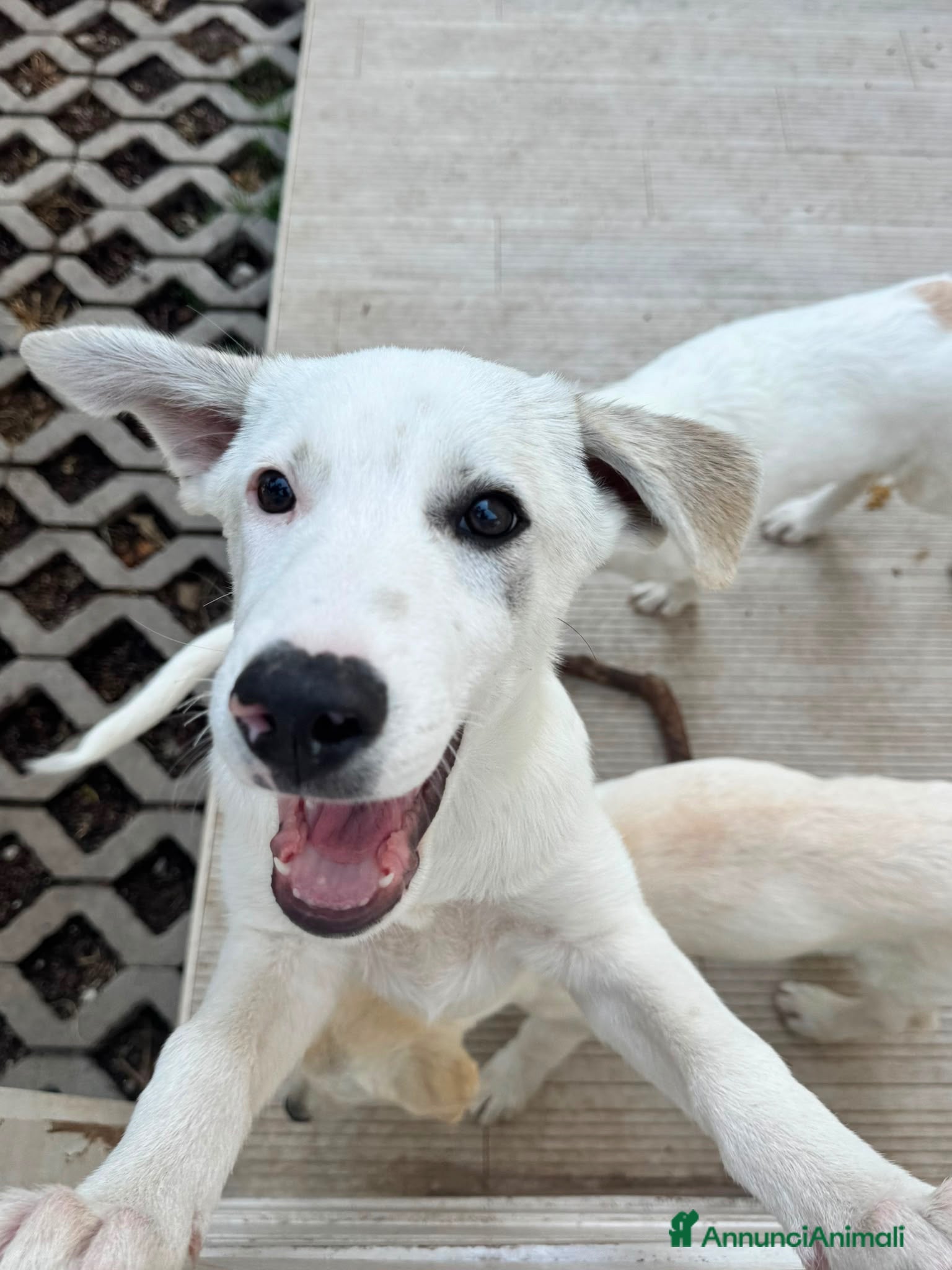 Meticcio cani Greg  - Annuncio 1