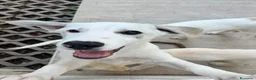 Meticcio cani in regalo: Greg  a Provincia di Treviso - Annuncio 1