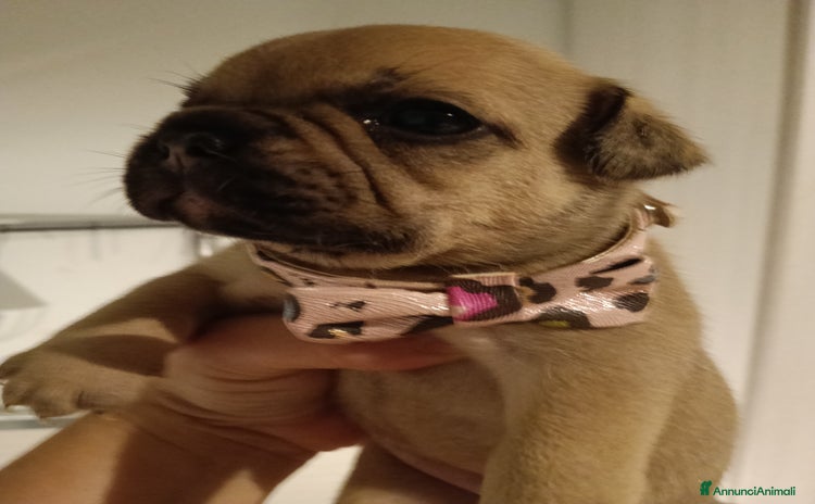 Bulldog Francese cani a Città Metropolitana di Firenze - Annuncio 2