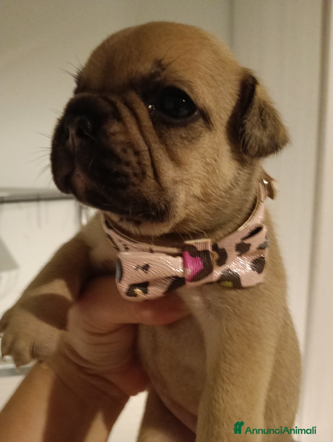 Bulldog Francese cani in vendita: Animali  a Città Metropolitana di Firenze - Immagine 1