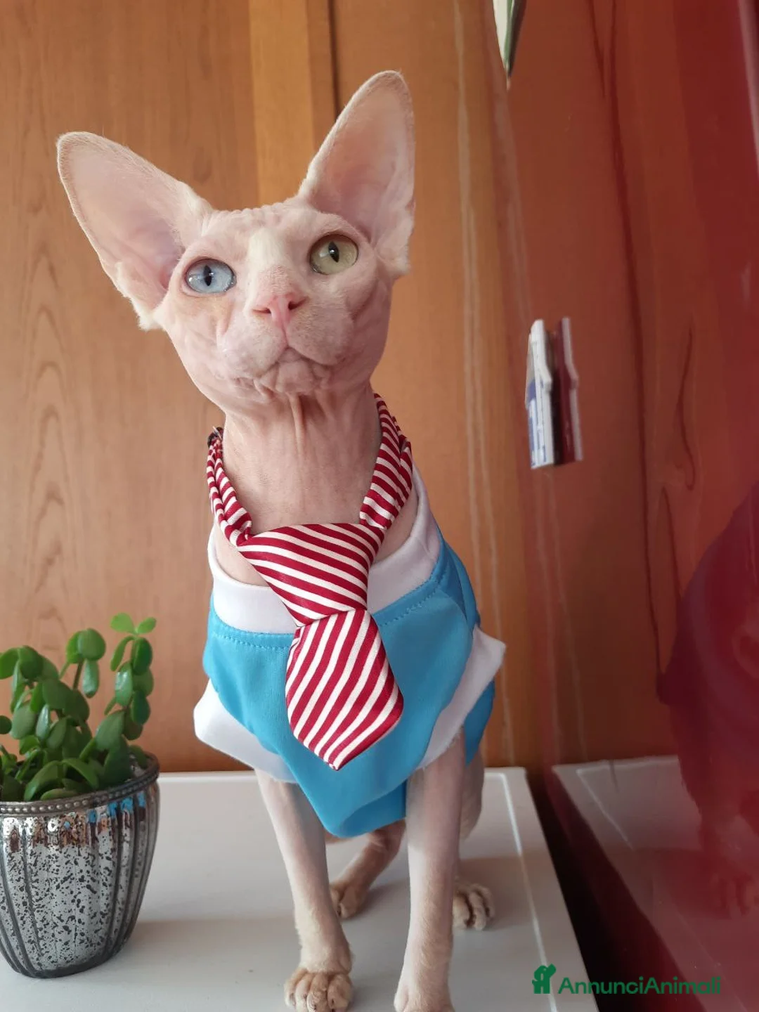 Sphynx gatti per accoppiamento: Gatto canadian Sphynx per accoppiamento  - Annuncio 2