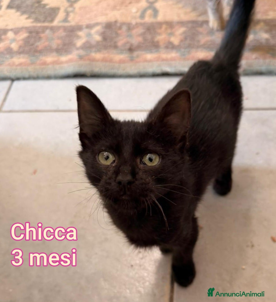 Altre razze gatti ADOZIONI URGENTI X QUESTI GATTI - Annuncio 6