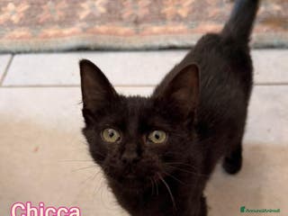 Altre razze gatti ADOZIONI URGENTI X QUESTI GATTI - Annuncio 6