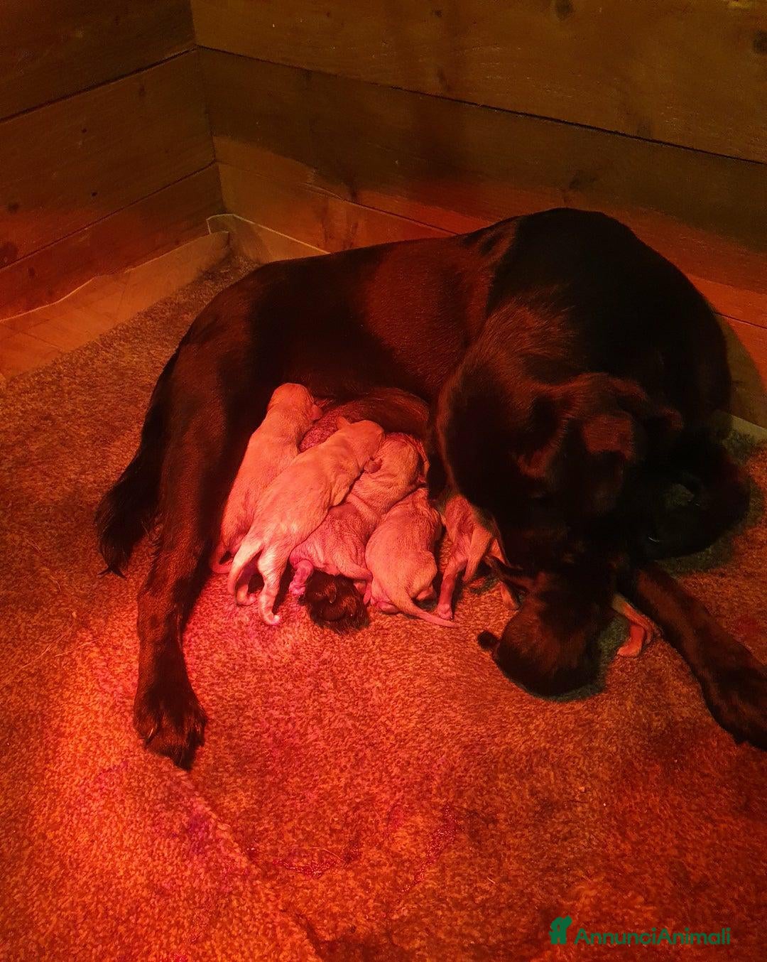 Labrador cani in vendita: Cuccioli di Labrador Retriever pronti a Città Metropolitana di Torino - Immagine 11