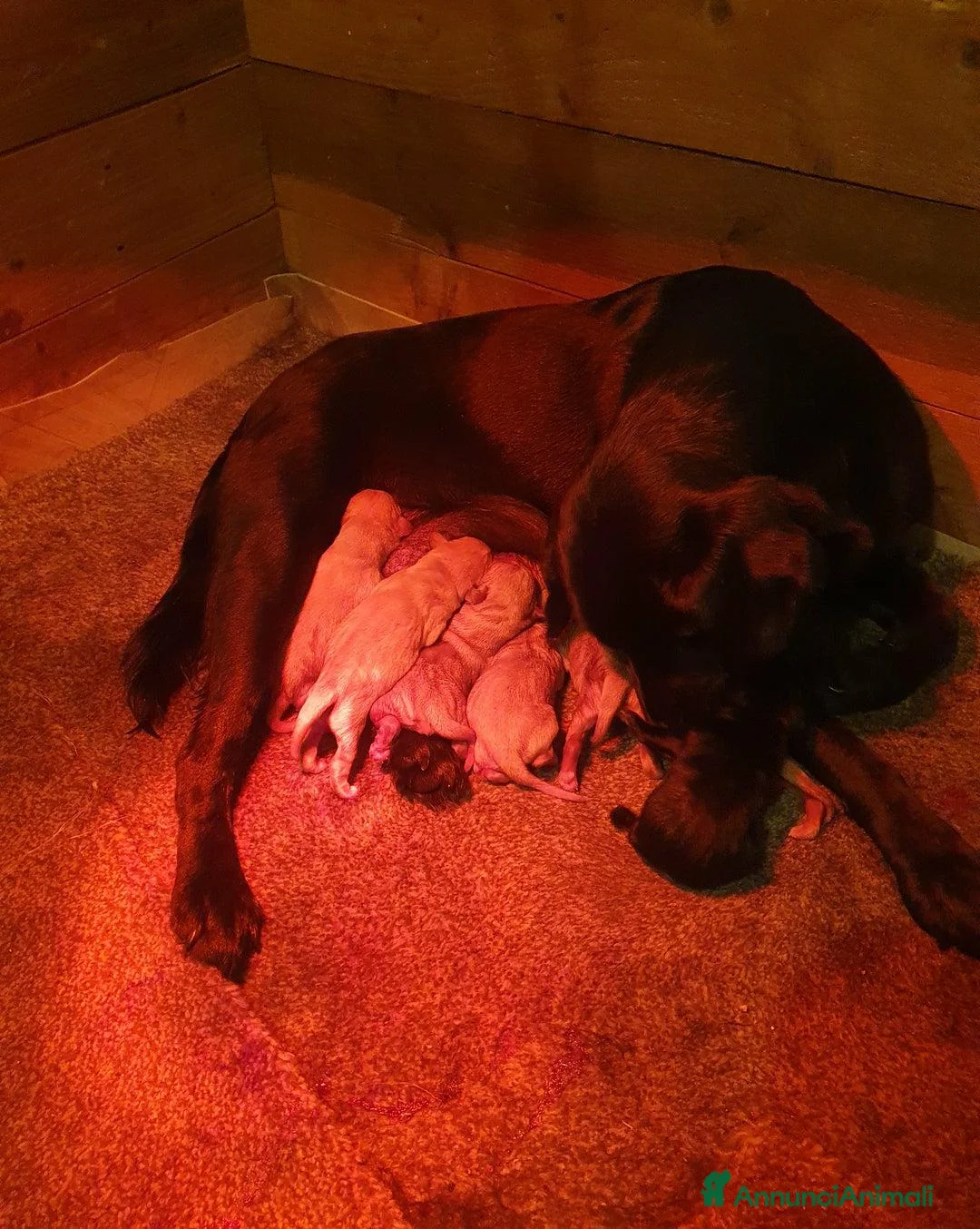 Labrador cani in vendita: Cuccioli di Labrador Retriever pronti a Città Metropolitana di Torino - Annuncio 11