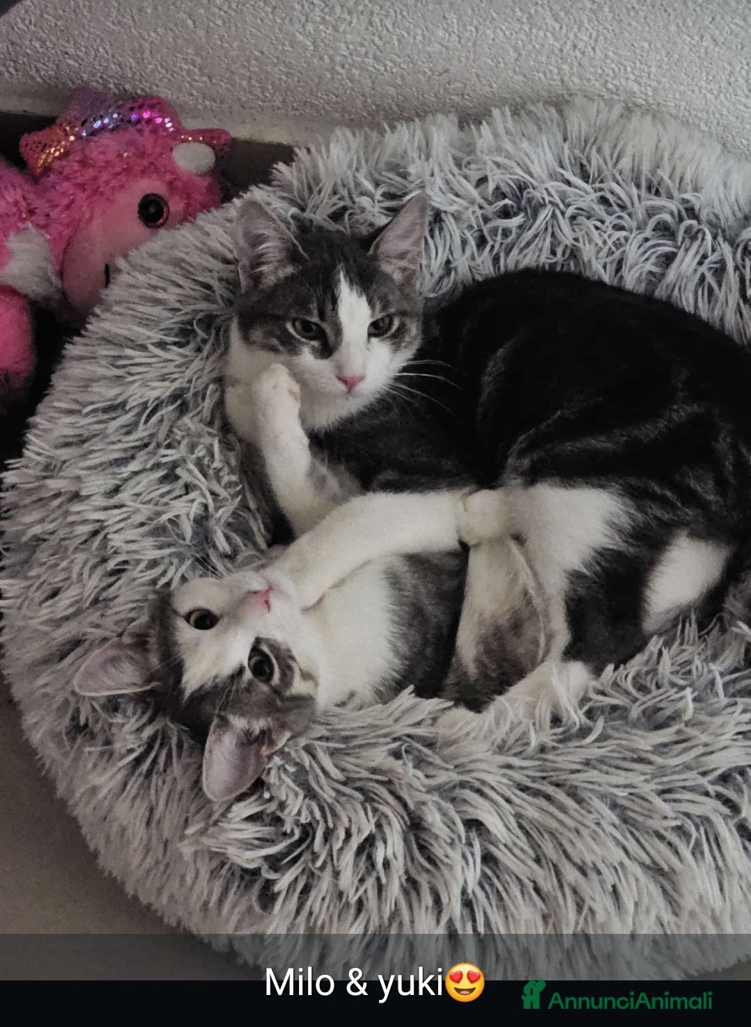 Meticcio gatti in regalo: GATTINI DOLCISSIMI  - Annuncio 1