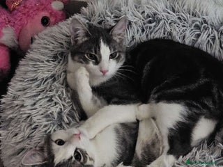 Meticcio gatti GATTINI DOLCISSIMI - Annuncio 1