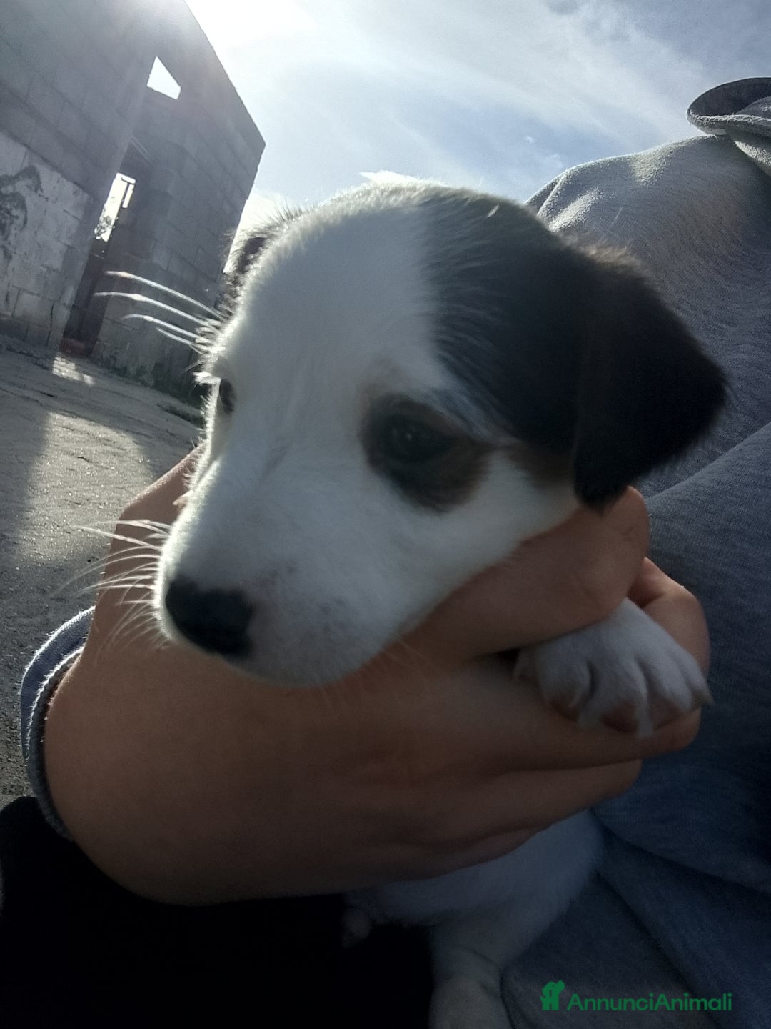 Jack Russell cani in vendita: Cuccioli di jack Russel  - Annuncio 5