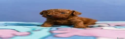 Barboncino Toy cani in vendita: BARBONCINI TOY  - Annuncio 5