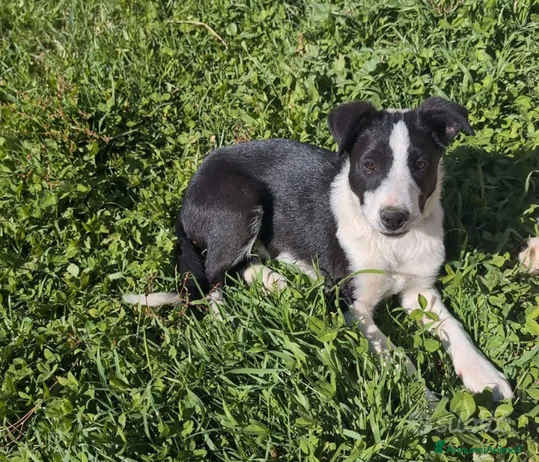 Border Collie cani in vendita: Vendo Border Collie a pelo corto - Annuncio 1