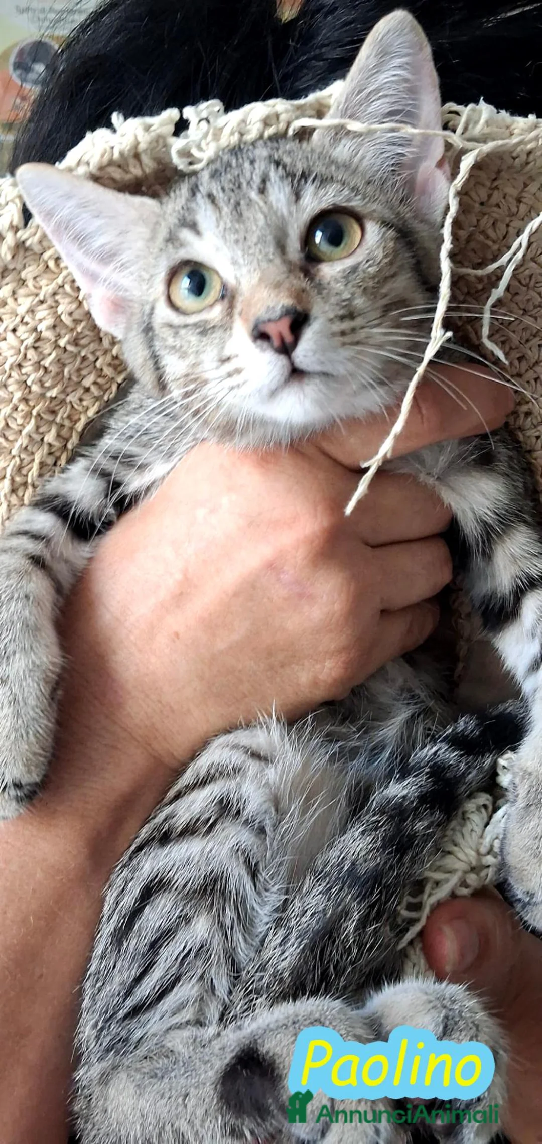 Europeo gatti in regalo: PAOLINO E PALLINO  DOLCISSIMI GATTINI - Annuncio 2