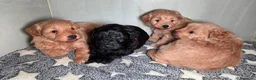 Meticcio cani in vendita: Pomapoo (barboncino, spitz, volpino) - Annuncio 3