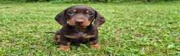 Bassotto cani in vendita: Bassotto tedesco kaninchen ENCI  - Annuncio 5