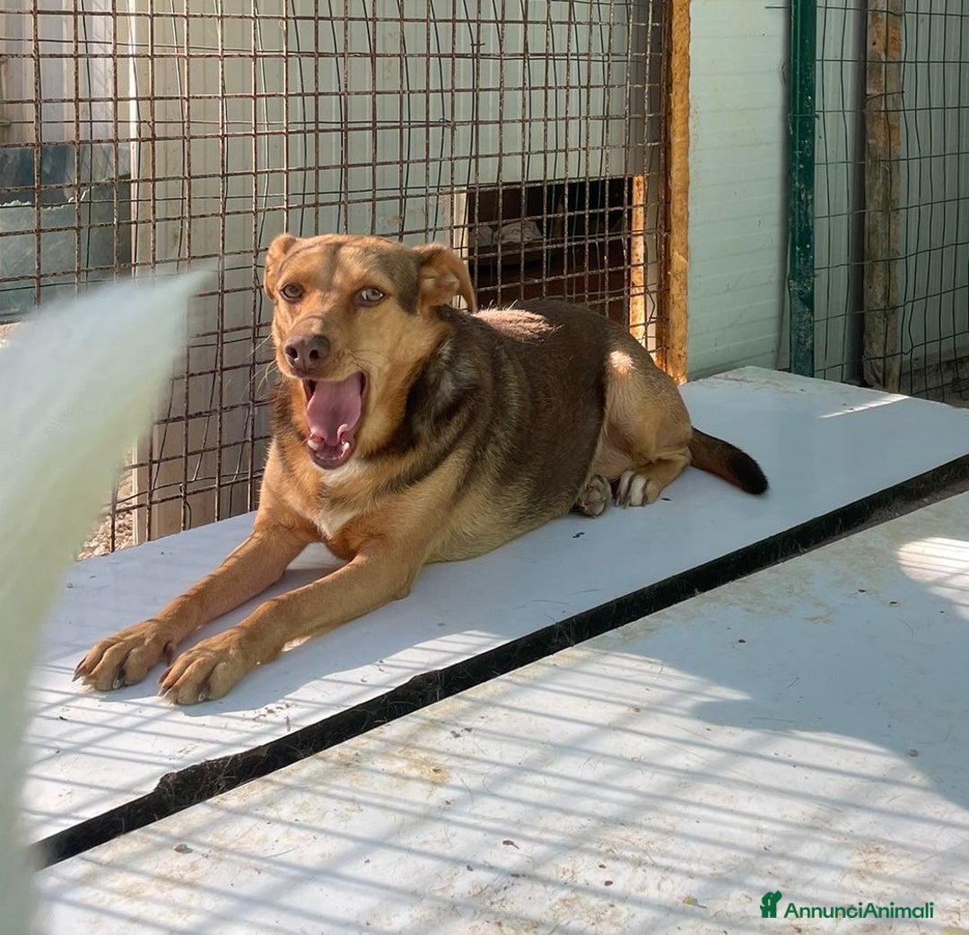 Meticcio cani in regalo: LA PICCOLA E DOLCE BIANCANEVE - Annuncio 5