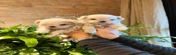 Maltese cani in vendita: BELLISSIMI CUCCIOLI DI MALTESE - Annuncio 7
