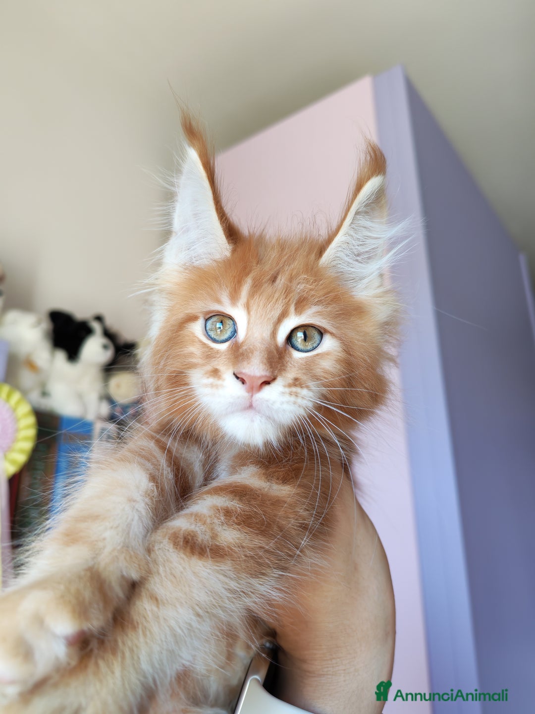 Maine Coon gatti in vendita: DOLCISSIMI CUCCIOLI - Immagine 2