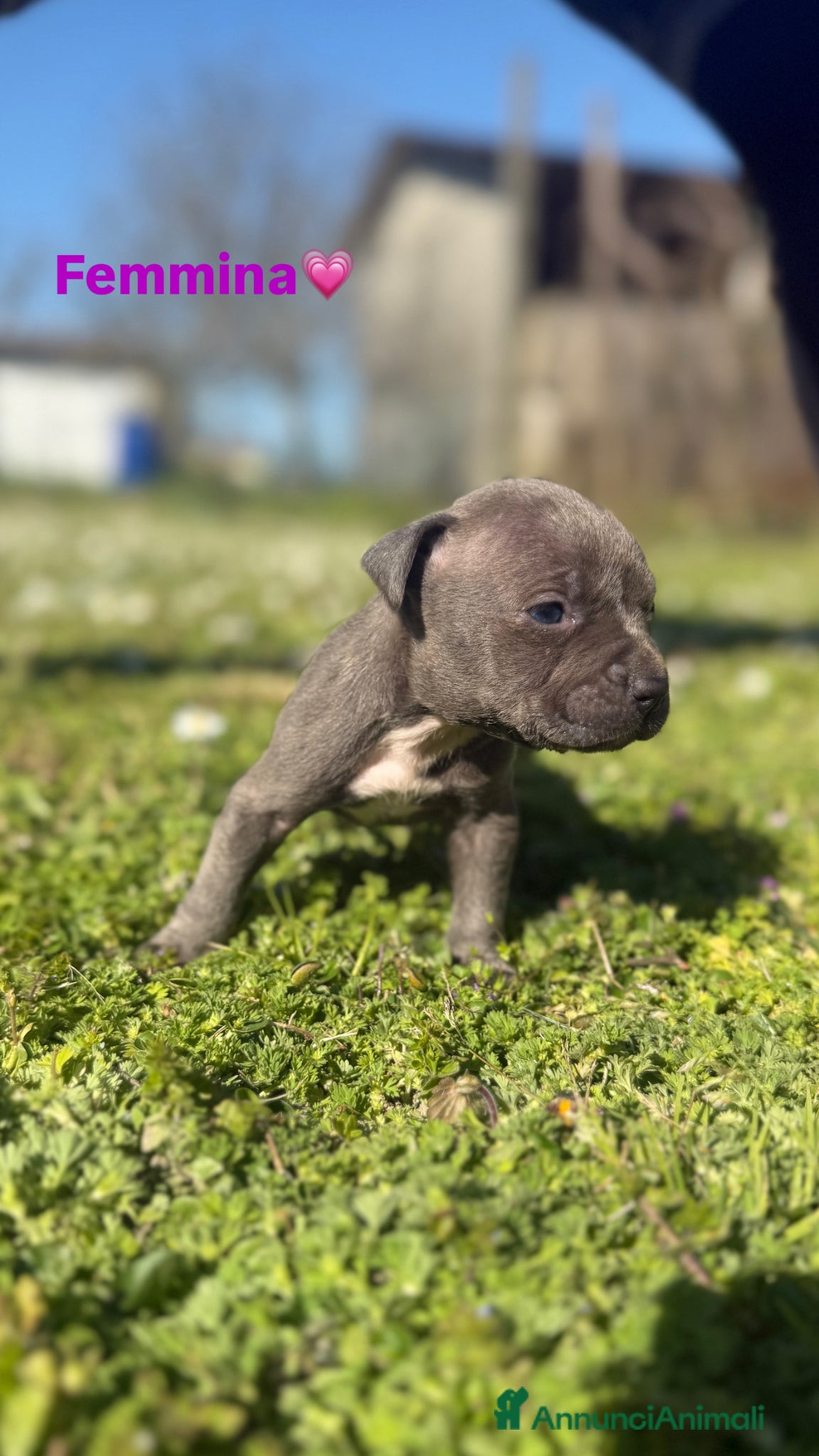 Pitbull cani Cuccioli di american Pitbull blue fawn ukc - Annuncio 1
