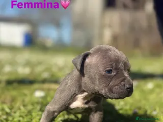 Pitbull cani Cuccioli di american Pitbull blue fawn ukc - Annuncio 1