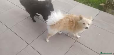 Volpino Pomerania cani in vendita: Volpino piccolo tedesco - Annuncio 4