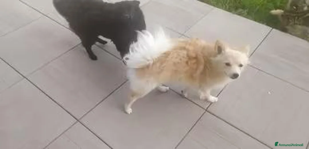 Volpino Pomerania cani in vendita: Volpino piccolo tedesco - Annuncio 1