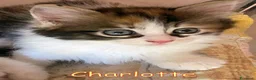 Europeo gatti in regalo: CHARLOTTE CERCA CASA!  - Annuncio 1