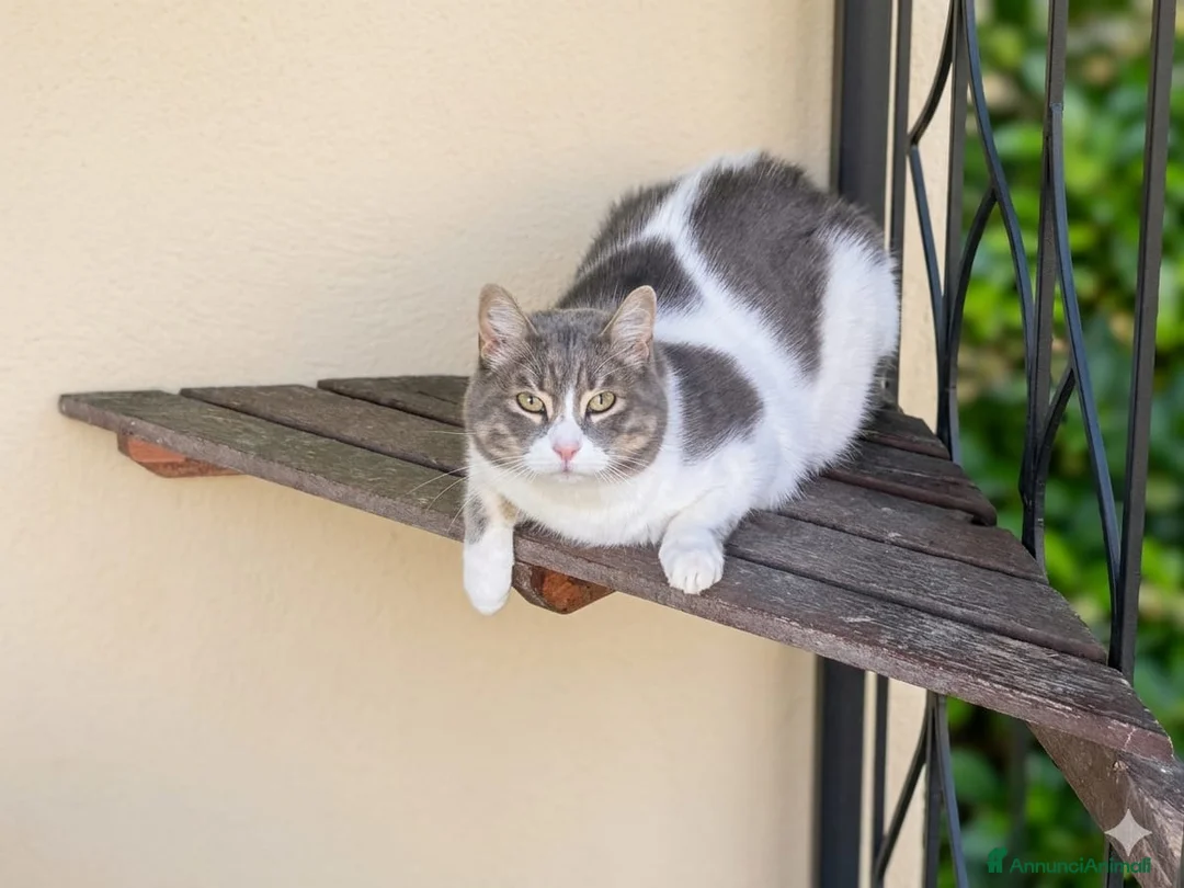 Europeo gatti in regalo: Meravigliosi, inseparabili...e sfortunati - Annuncio 2