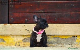Bulldog Francese cani in vendita: Femmina bringee bouledogue francese  - Immagine 5