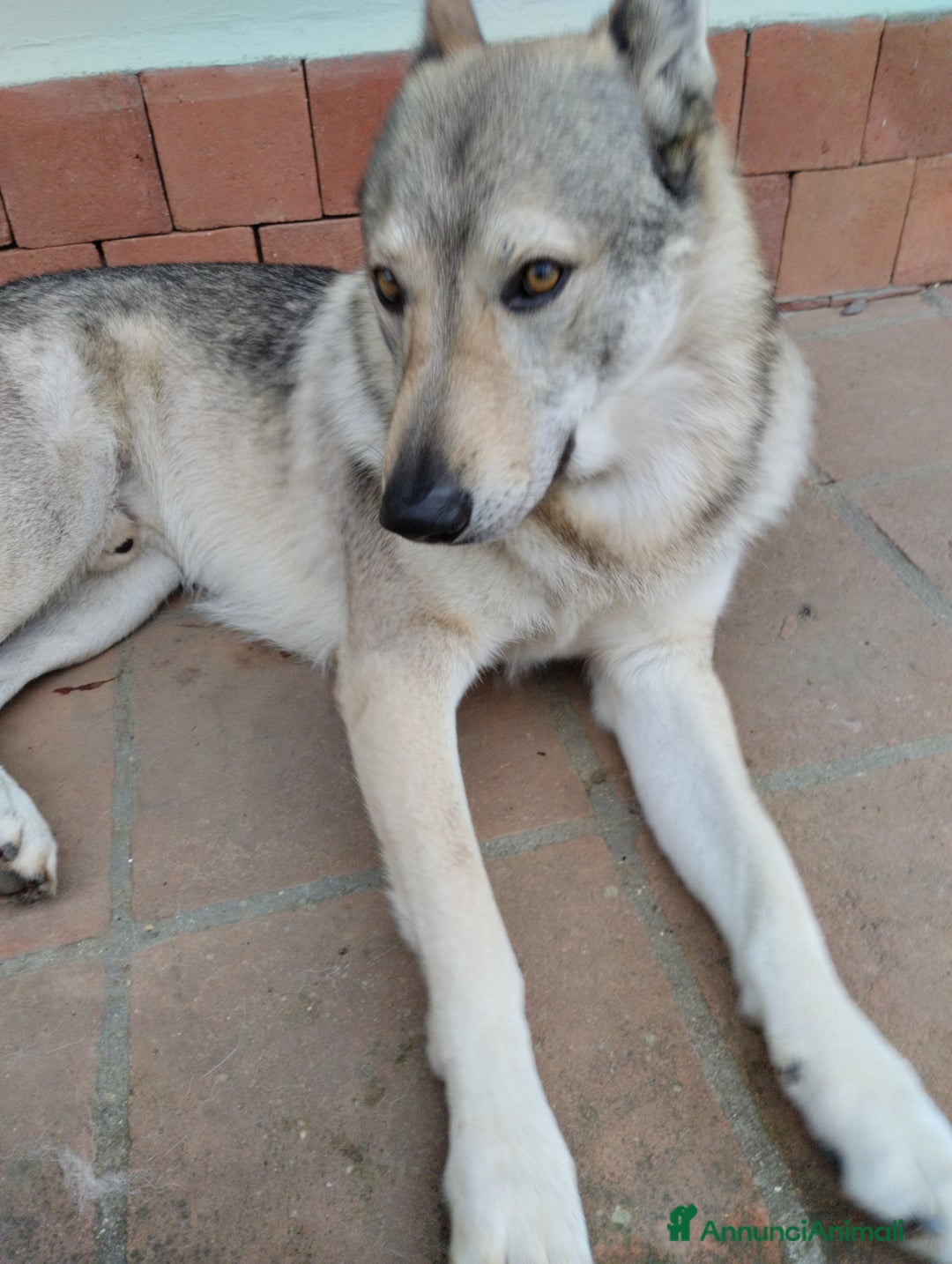 Lupo Cecoslovacco cani in vendita: Cuccioli lupo cecoslovacco - Annuncio 4