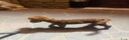 Barboncino Toy cani in vendita: Barboncino - Annuncio 5