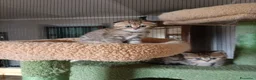 Scottish gatti in vendita: 3 splendidi scottish  - Annuncio 10