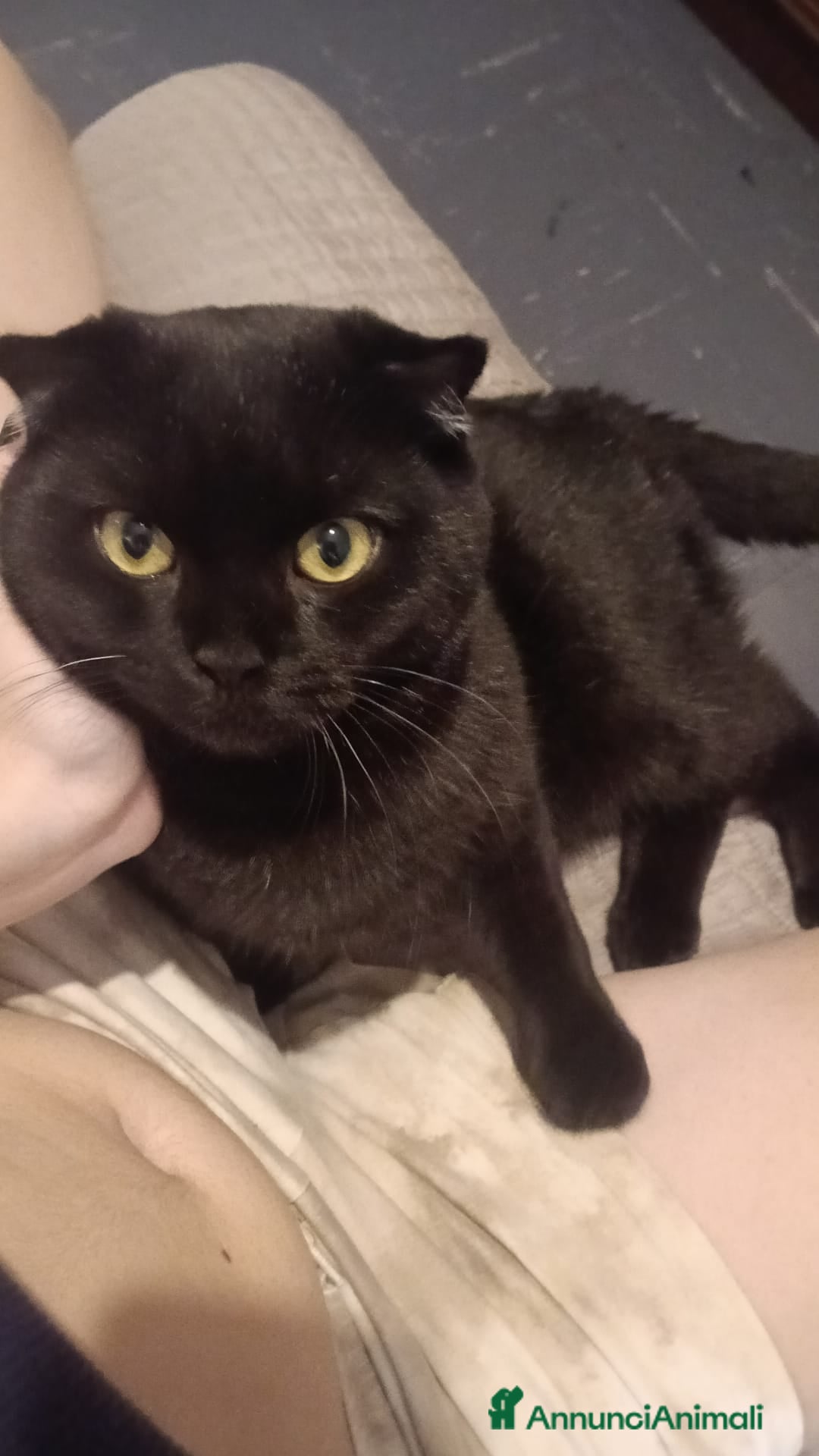 British gatti Gatto per accompagnamento.  - Annuncio 1