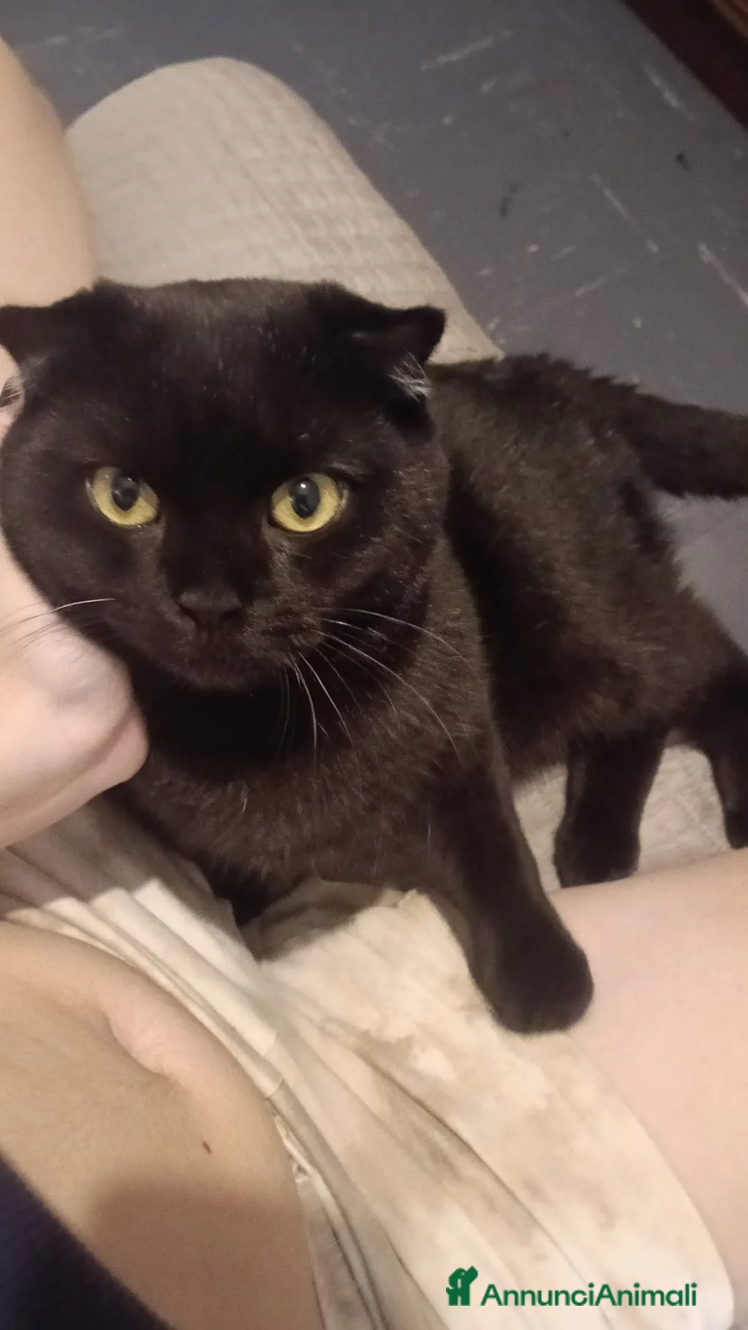 British gatti per accoppiamento: Gatto per accompagnamento.  - Annuncio 1