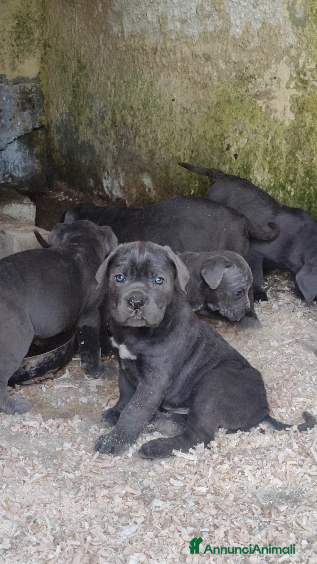 Cane Corso cani in vendita: Cuccioli cane corso  - Annuncio 7
