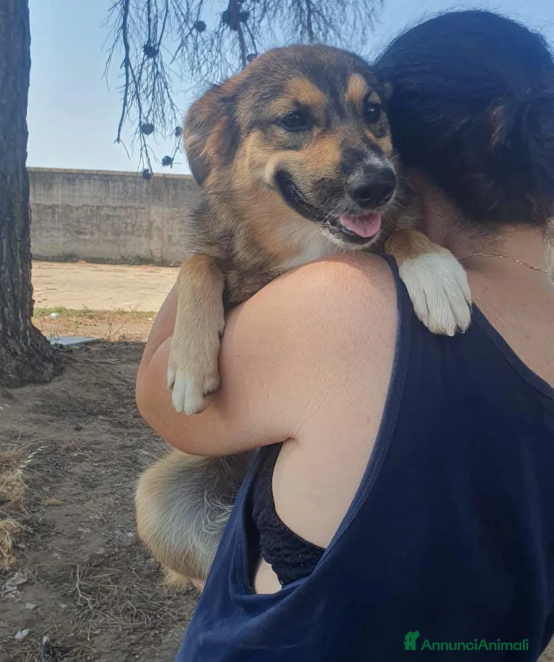 Meticcio cani in regalo: BRENDA 🩷 PRIMA TIMIDA, POI TUTTA COCCOLE a Città Metropolitana di Bologna - Annuncio 2