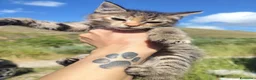 Meticcio gatti in regalo: Piccola tigratina, circa 2 mesi  - Annuncio 4