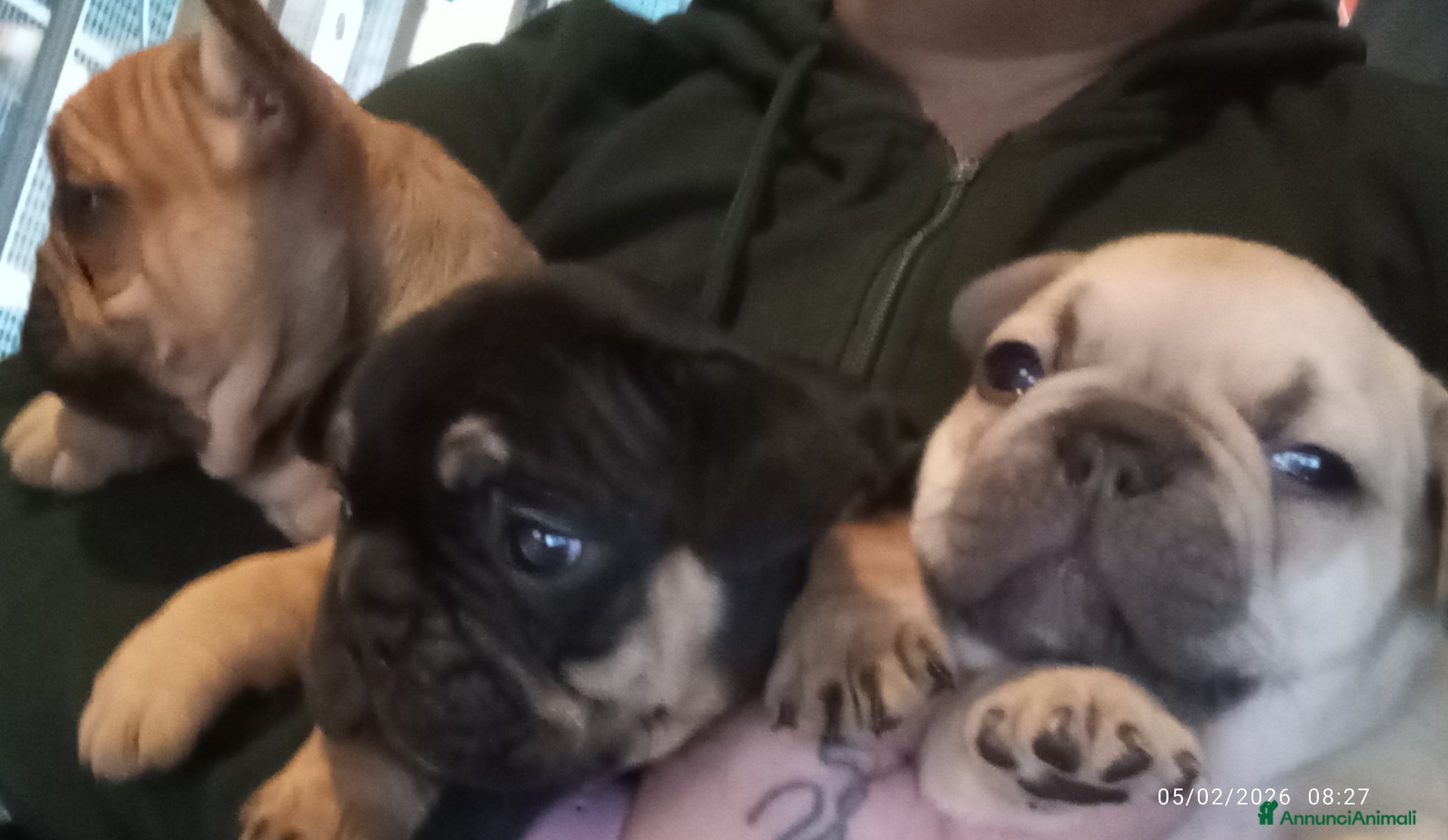 Bulldog Francese cani Bulldog francese  - Annuncio 2