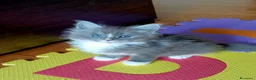 Maine Coon gatti in vendita: Cucciole di Maine Coon  - Annuncio 7