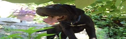 Cane Corso cani in vendita: Cucciola di cane corso - Annuncio 2