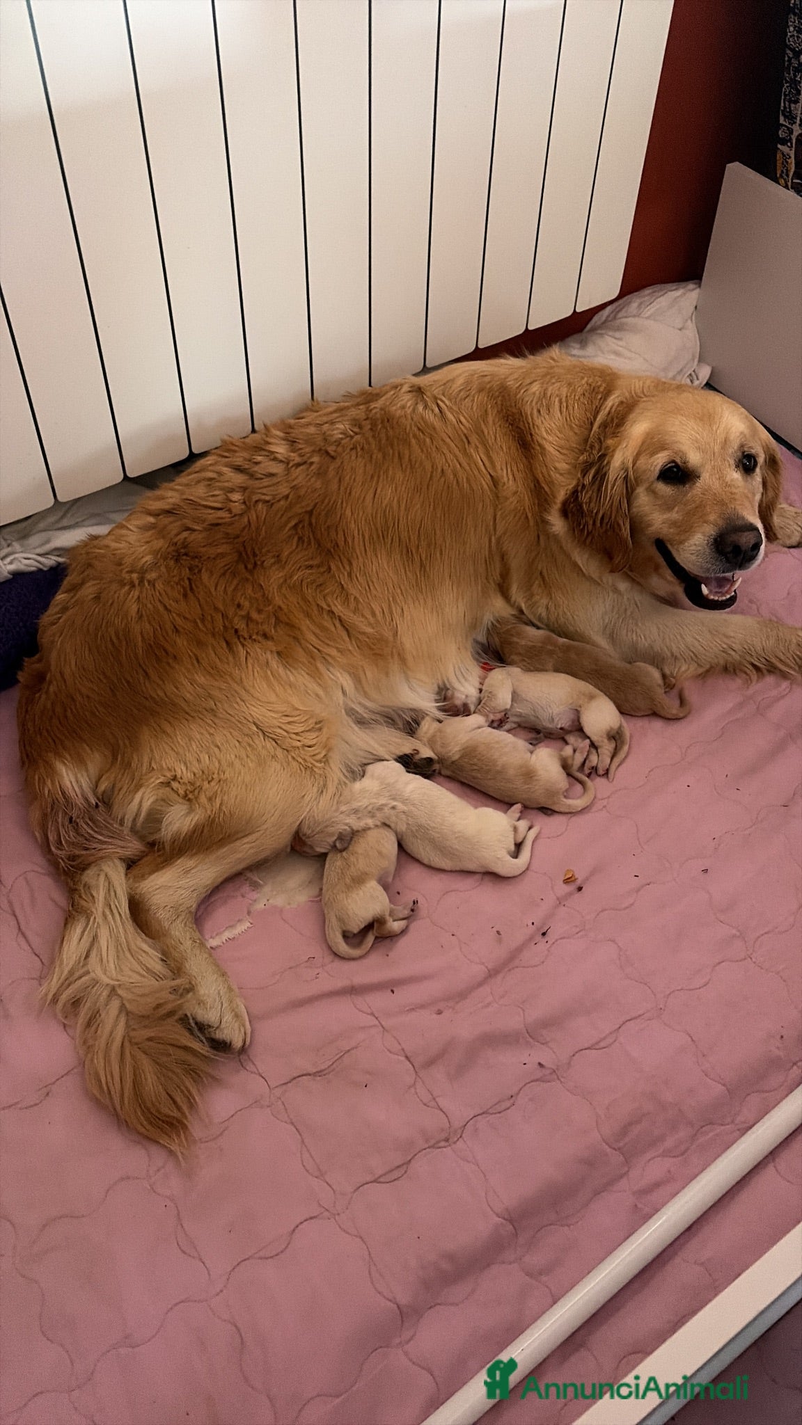 Golden Retriever cani Cuccioli di golden Retriever  - Annuncio 1