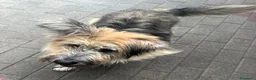 Meticcio cani in regalo: SPANK SPERA DI TROVARE UNA CASA - Annuncio 4