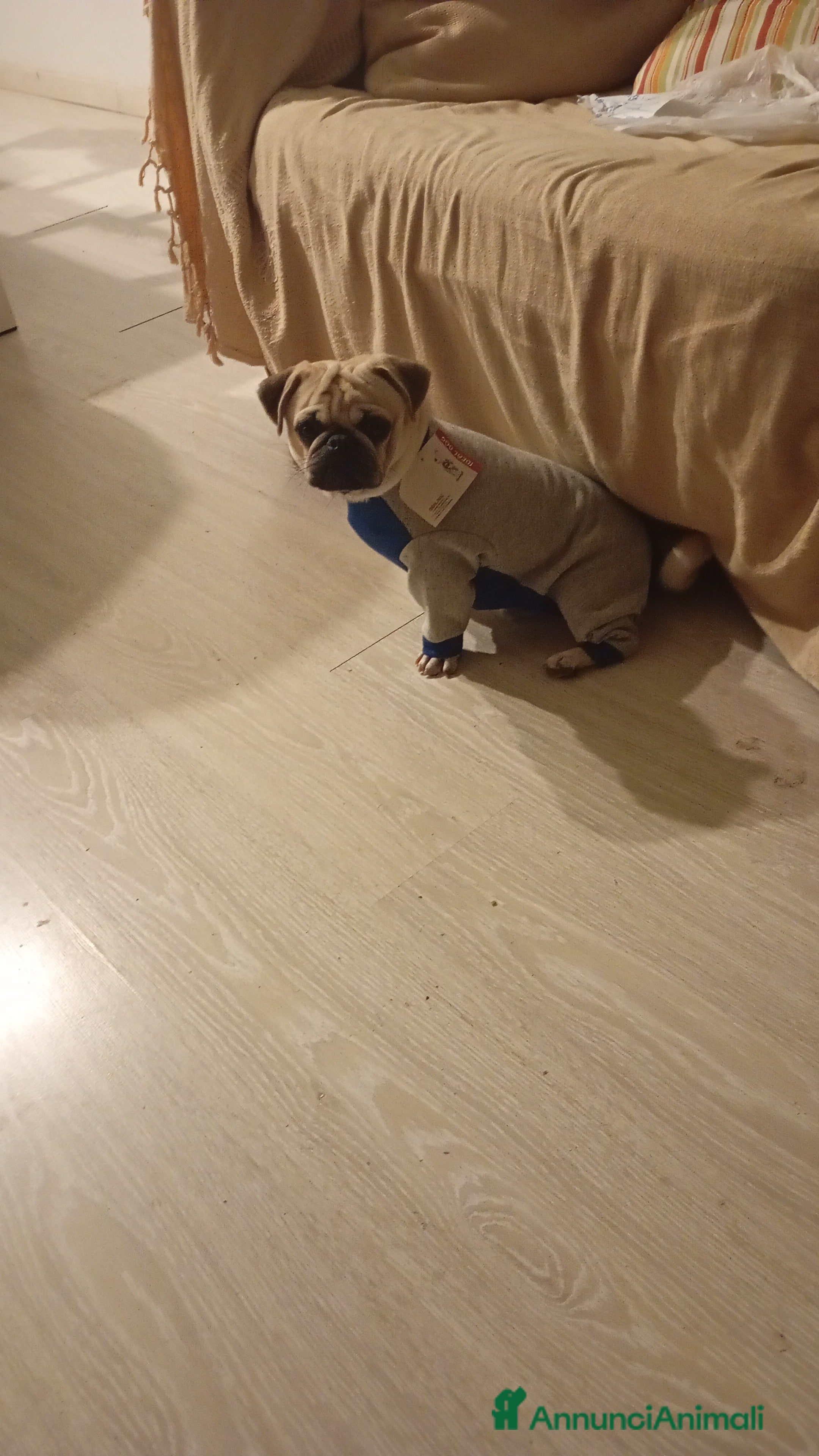 Carlino cani Carlina  - Annuncio 1