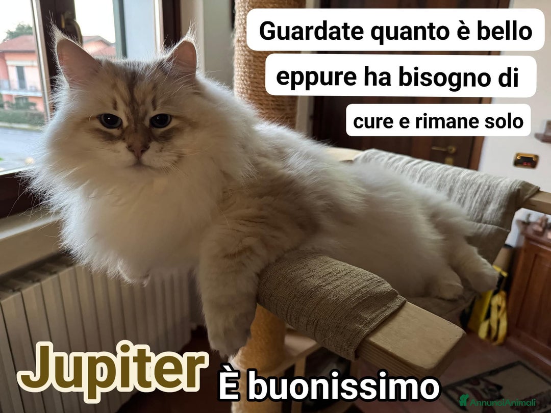 Altre razze gatti in regalo: ADOZIONE DEL CUORE per JUPITER - Annuncio 4