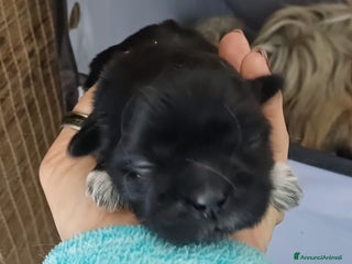 Shih Tzu cani Cuccioli shih-tzu - Annuncio 21