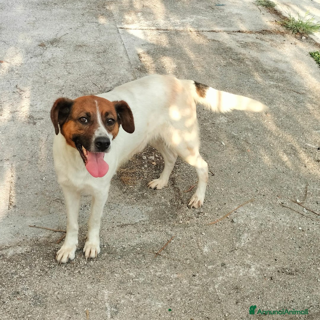 Meticcio cani in regalo: ALMA, CAGNA PEZZATA - Annuncio 9